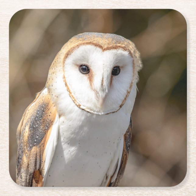 Barn Owl Square Paper Coaster (Front)
