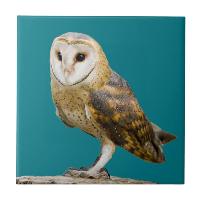 Barn Owl Tile (Front)