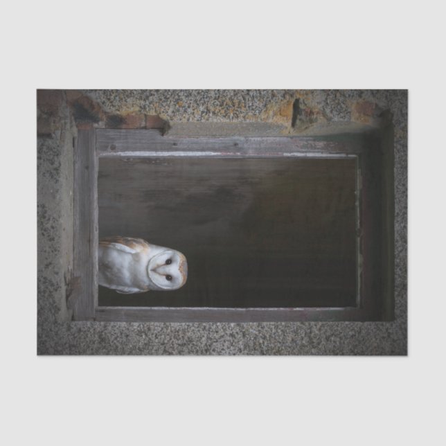 Barn Owl Tissue Paper (Front)