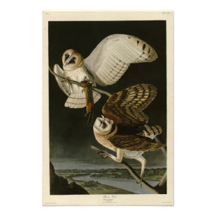 Barn Owl (Tyto alba) Audubon's Birds of America Photo Print