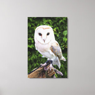Barn owl (Tyto Alba) on glove Canvas Print
