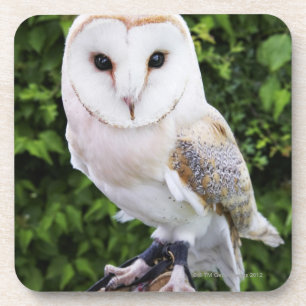Barn owl (Tyto Alba) on glove Coaster
