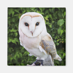 Barn owl (Tyto Alba) on glove Magnet