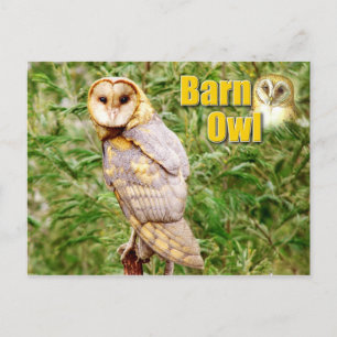 Barn Owl (Tyto alba) Postcard
