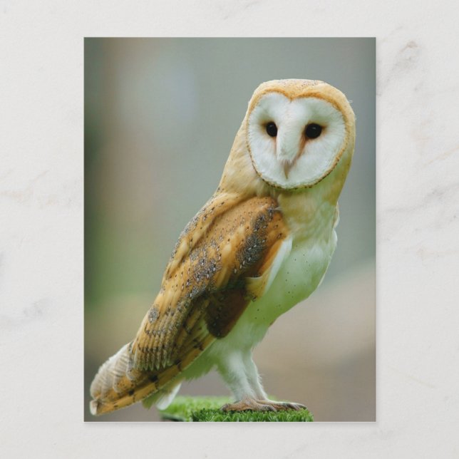 Barn owl (Tyto alba) Postcard (Front)