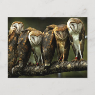 Barn Owls postcard