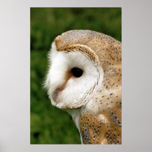 BARN OWLS POSTER