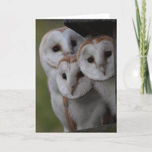 Barn owls scotland card