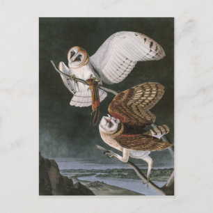 Barn Owls, the Birds of America John James Audubon Postcard
