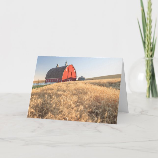 Barn, summer wheat fields near Sprague, Eastern 1 Holiday Card (Front)