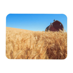 Barn, summer wheat fields near Sprague, Eastern 2 Magnet