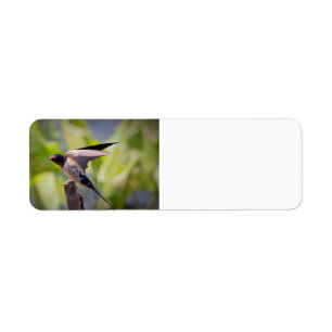 Barn Swallow Address Labels