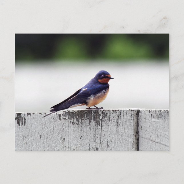 Barn Swallow at Fort Larned Postcard (Front)