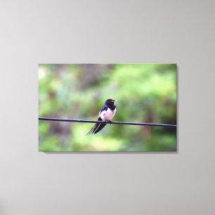 Barn Swallow Bird, Thessaloniki, Greece Canvas Print