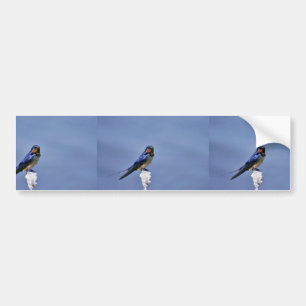 Barn swallow bumper sticker