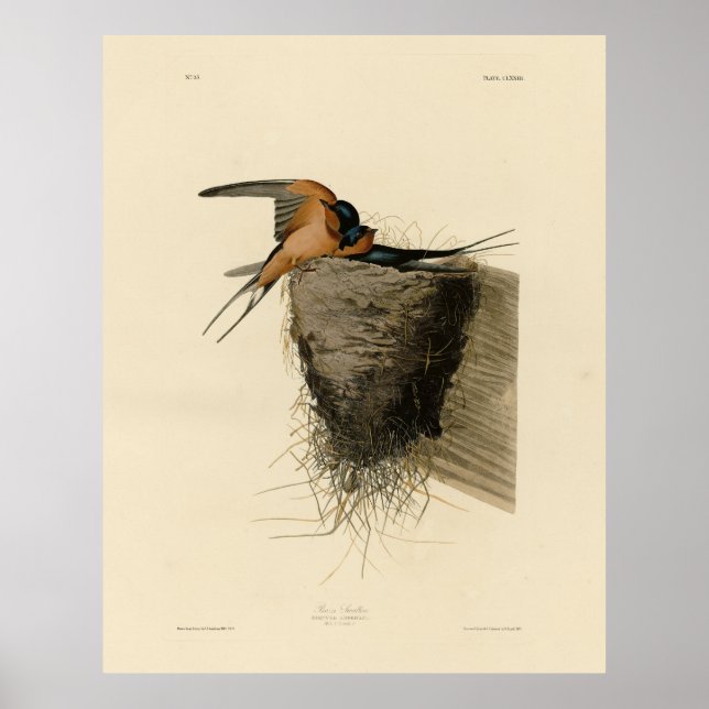 Barn Swallow from Audubon's Birds of America Poster (Front)