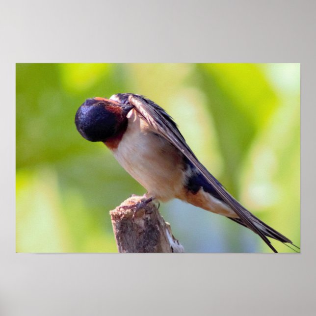 Barn Swallow Grooming Poster (Front)