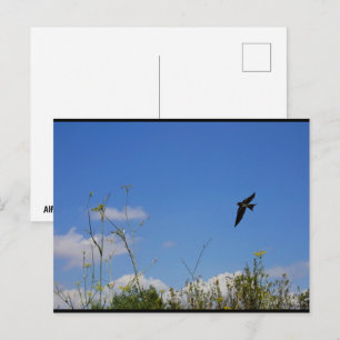 Barn Swallow in Flight Postcard