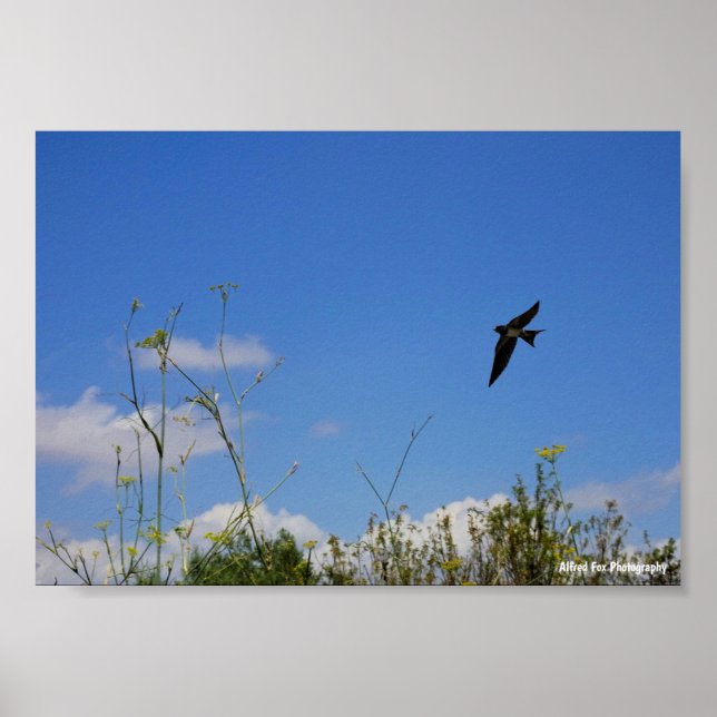 Barn Swallow in Flight Poster (Front)