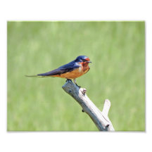 Barn Swallow Photo