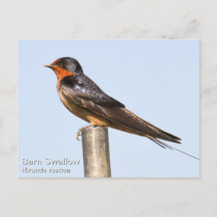 Barn Swallow Postcard