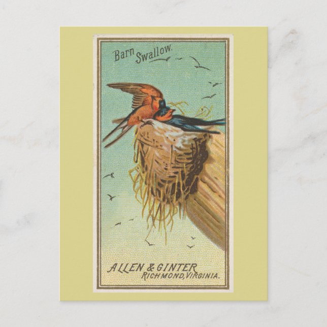 Barn Swallow Postcard (Front)