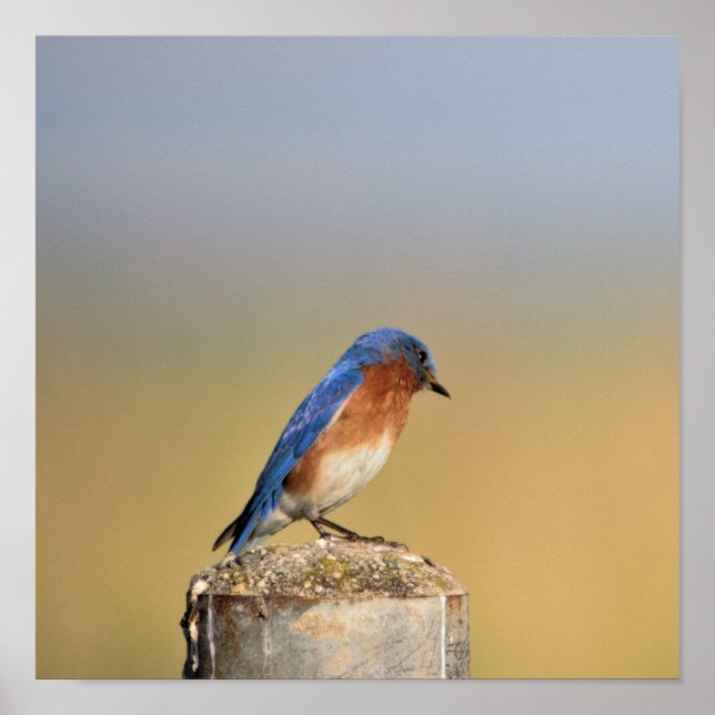 Barn Swallow Poster (Front)