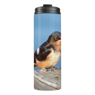 Barn Swallow thermal tumbler