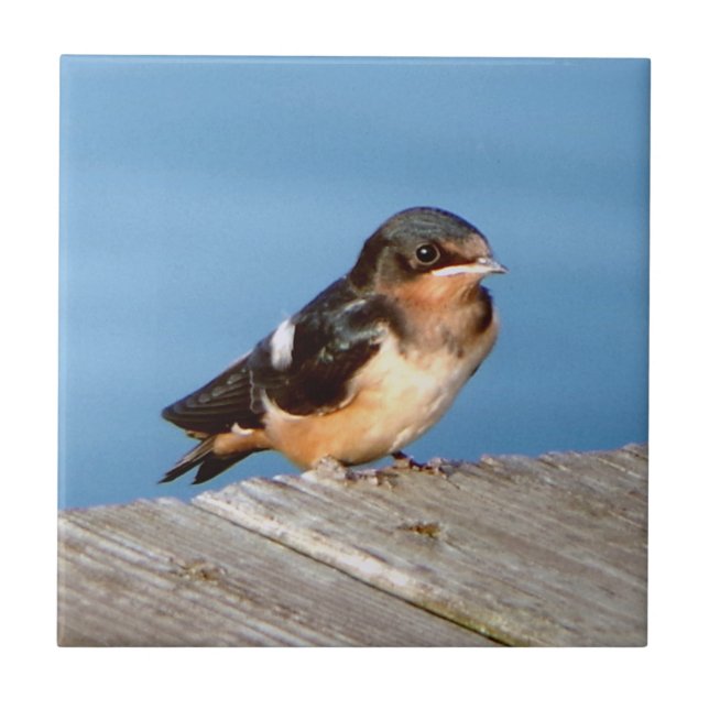 Barn Swallow tile (Front)