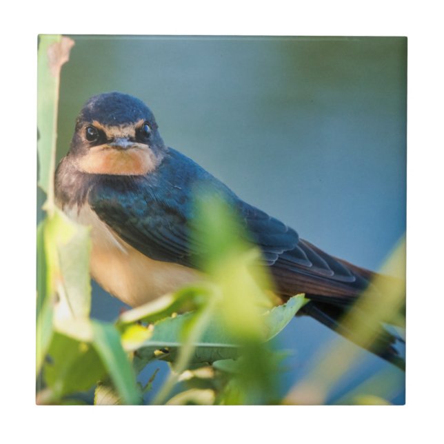 Barn swallow tile (Front)