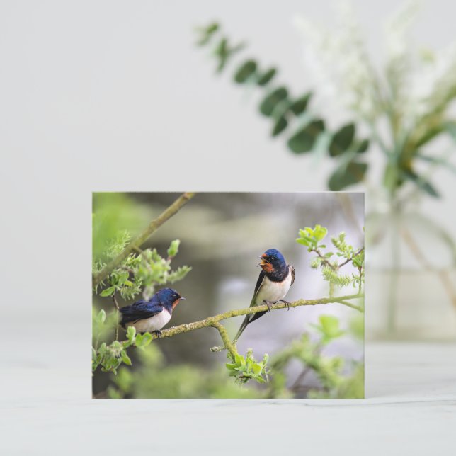 Barn Swallows Postcard (Standing Front)