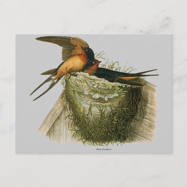 Barn Swallows Postcard (Front)