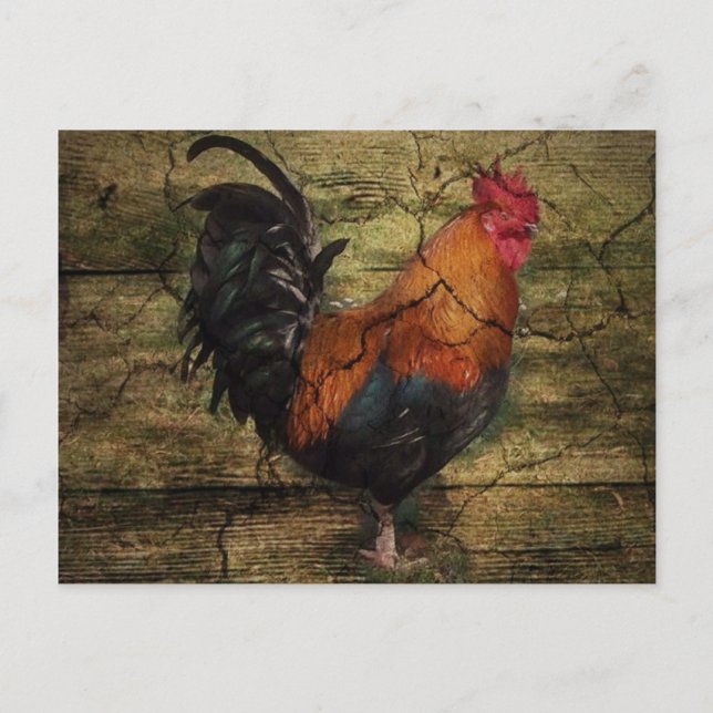 Barn Wood Farm Chicken french country rooster Postcard (Front)