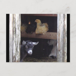 Barn Yard post cards