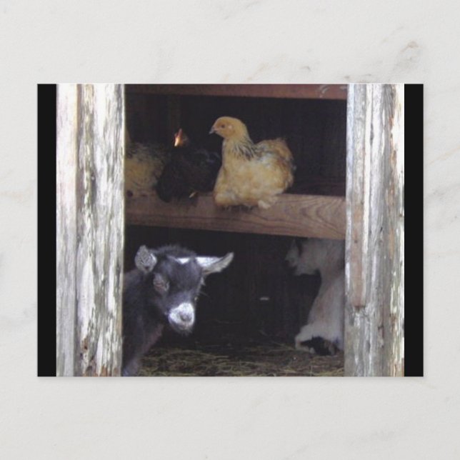 Barn Yard post cards (Front)
