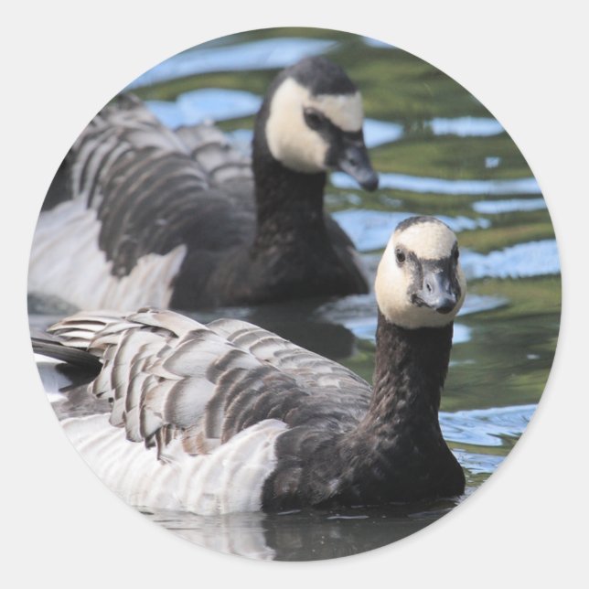 Barnacle Duet Classic Round Sticker (Front)