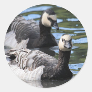 Barnacle Duet Classic Round Sticker