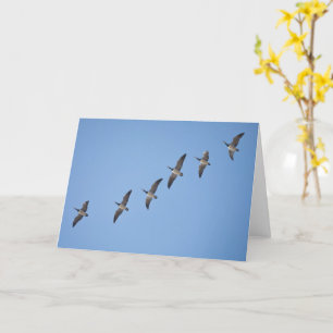 Barnacle Geese Card