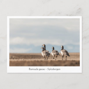 Barnacle Geese Nature Photo Postcard