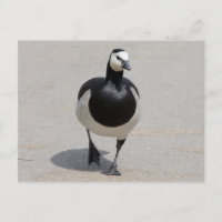Barnacle Goose
