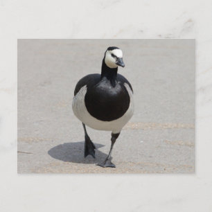 Barnacle Goose Postcard