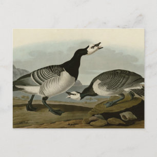 Barnacle Goose Postcard