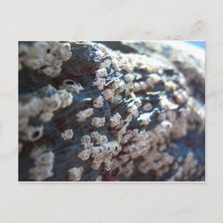 Barnacles 1 postcard