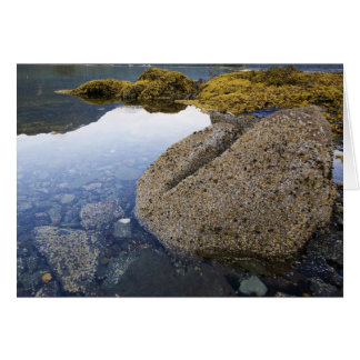 Barnacles and Sky, Funter Bay, Alaska