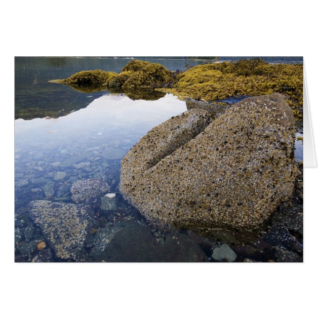 Barnacles and Sky, Funter Bay, Alaska (Front Horizontal)