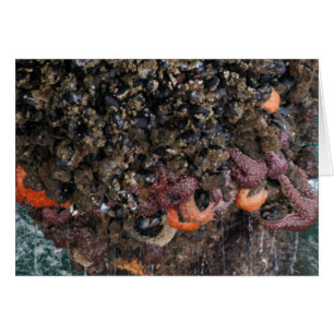 Barnacles and starfish