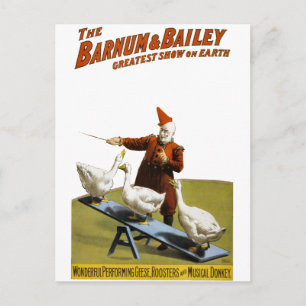 Barnum and Bailey: Performing Geese Postcard