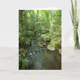 "Barnum Brook" Adirondack Forest and Trees Scene Card