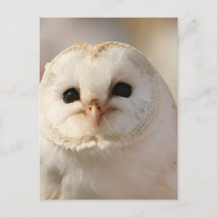 Barny the Barn Owl Postcard