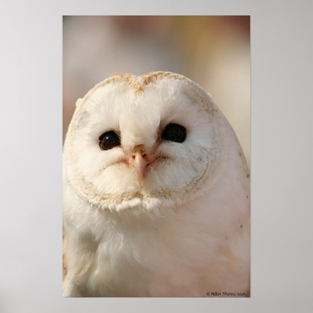 Barny the Barn owl Poster (Front)